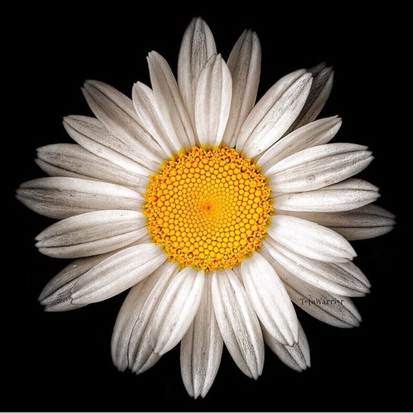 Meet your Posher, Collette - Picture 1 of 1